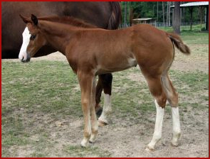 Dominates Image x Thats Y Im Cool filly 7wks.jpg